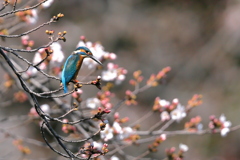 まだまだ蕾が固いね～