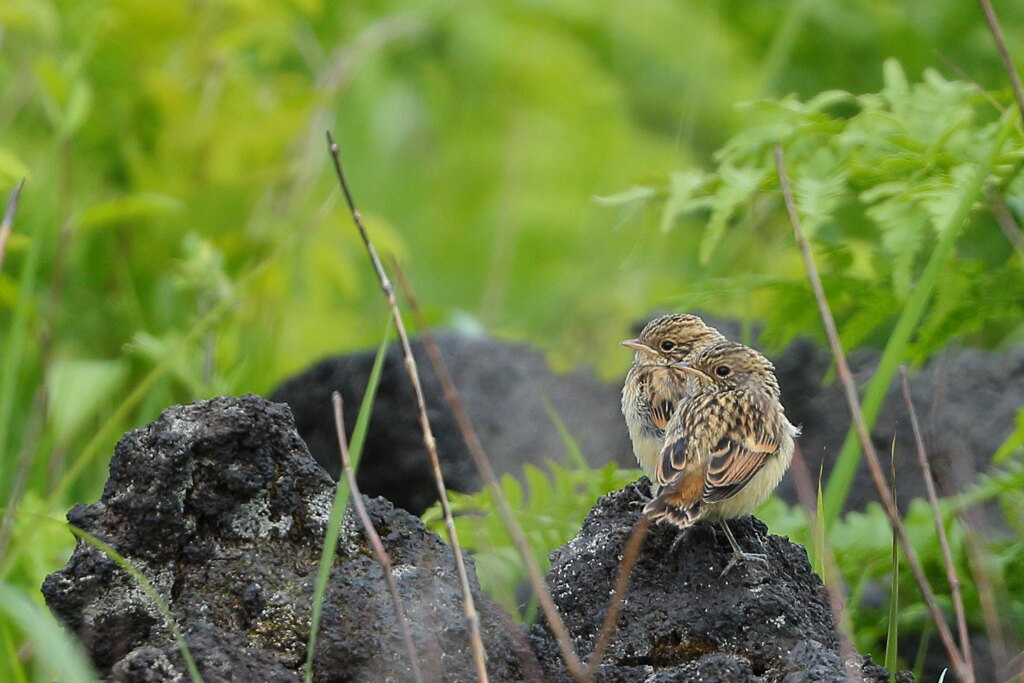 [Stay Home] 鳥のヒナっち クイズ④＾＾