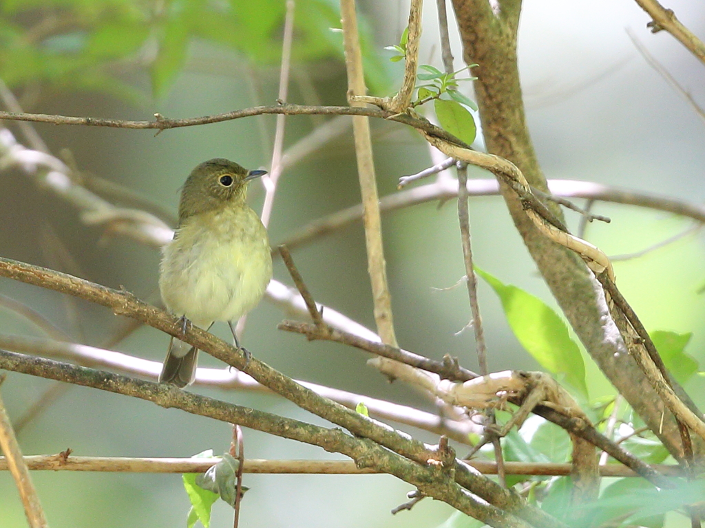 オオルリ幼鳥さんかな By Mika H Id 写真共有サイト Photohito