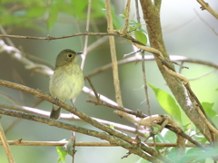 オオルリ幼鳥さんかな？