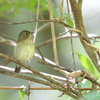 オオルリ幼鳥さんかな？