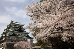 名古屋城と桜