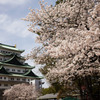 名古屋城と桜