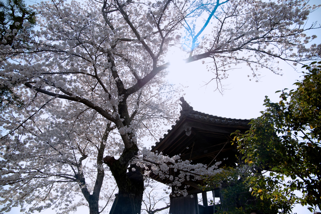 飛鳥寺01