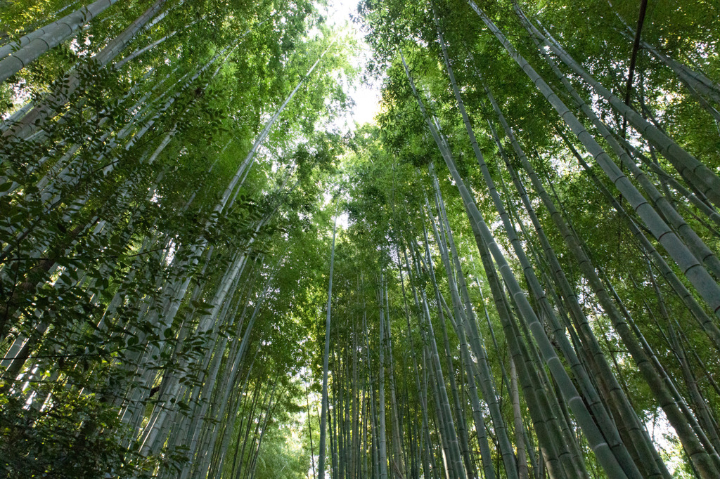 真福寺（愛知県岡崎市）竹林