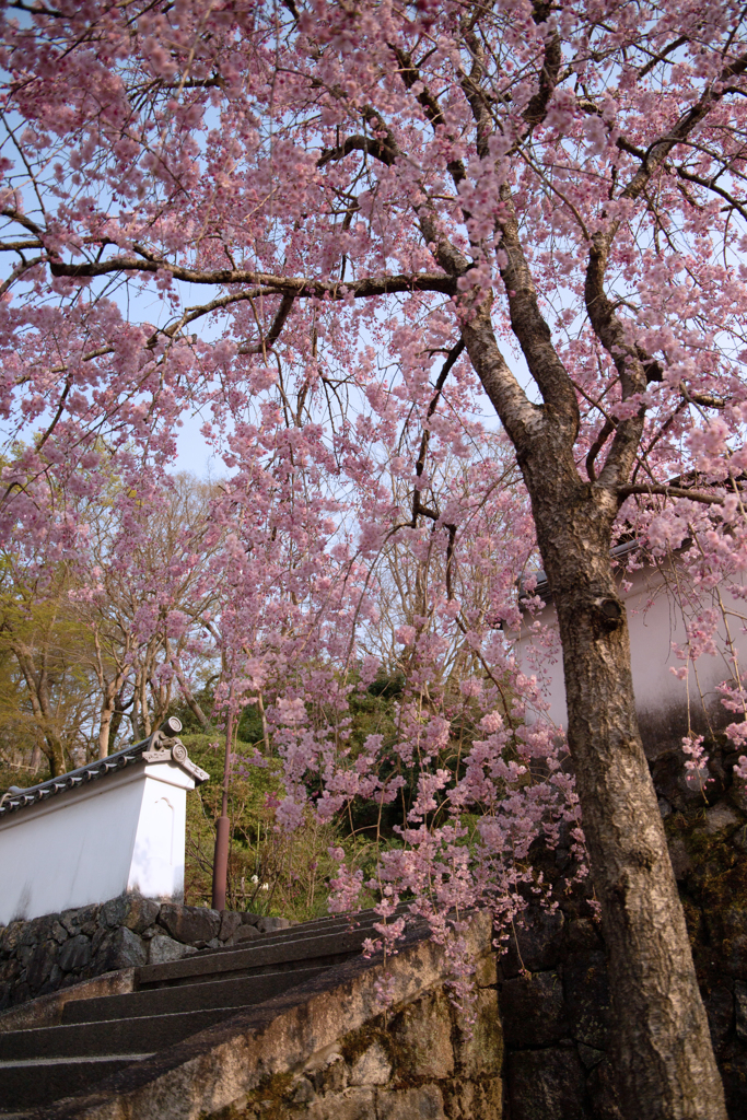 岡寺02