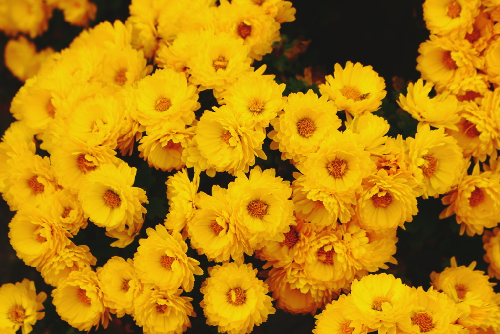 お花は黄色がすき