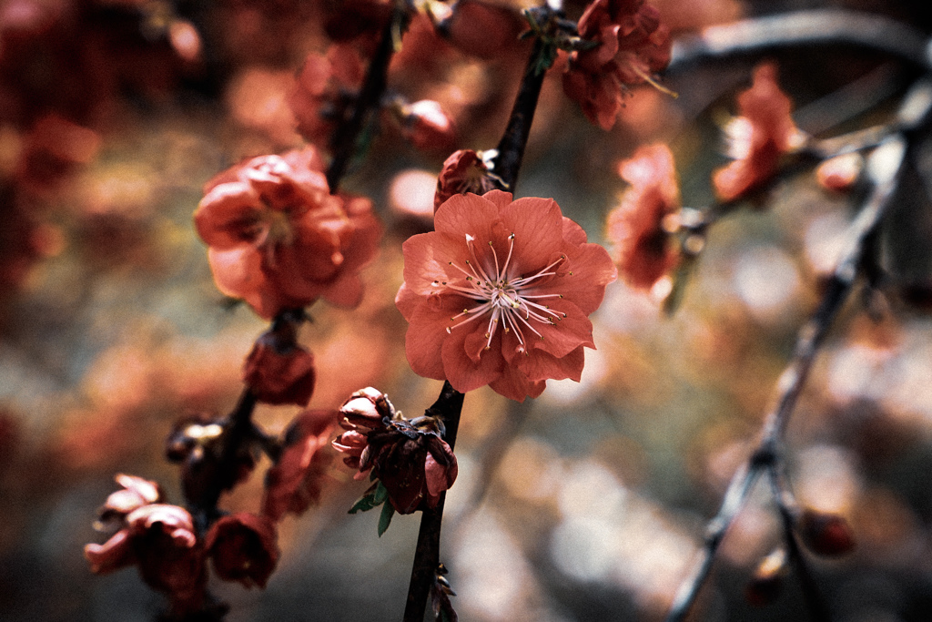 花桃