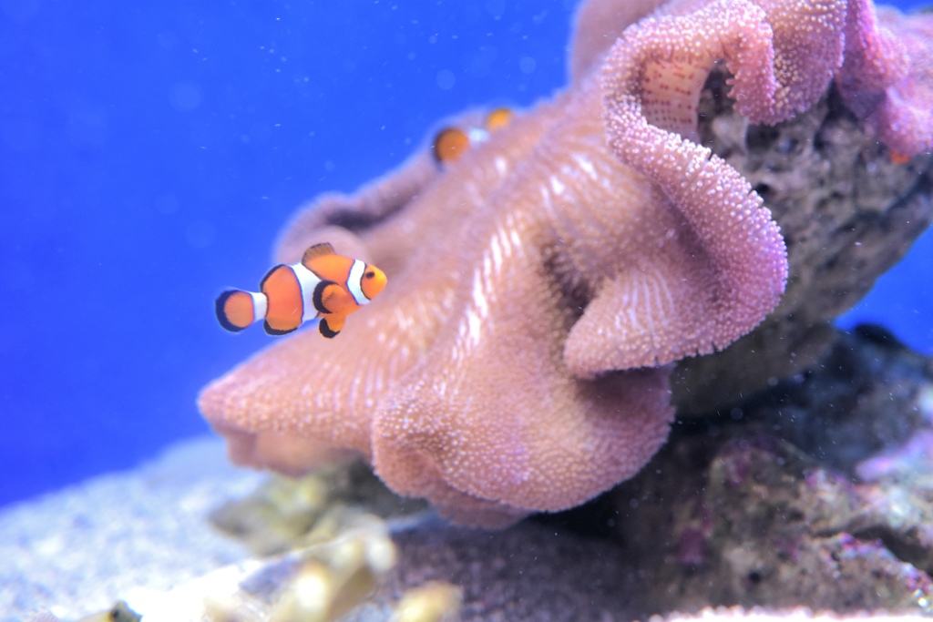 水族館　カクレクマノミ