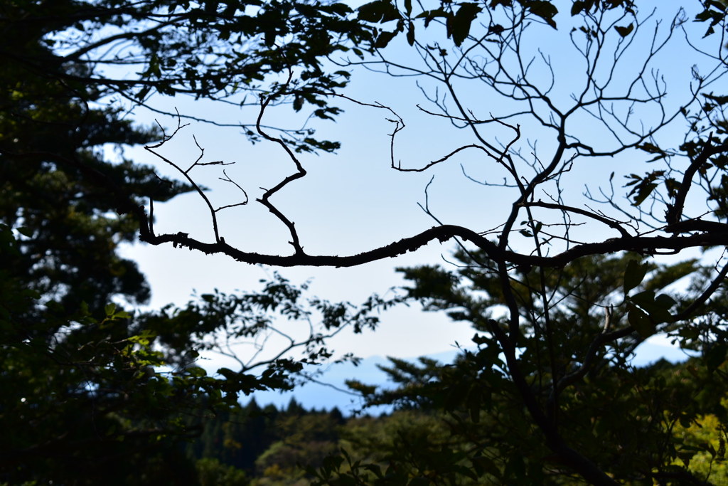 空に生える木