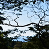 空に生える木