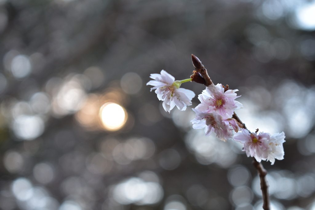 桜