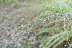 水滴草