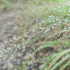 水滴草