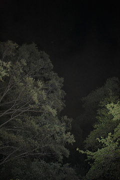 夜の森