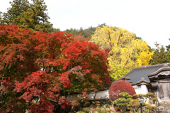 大窪寺のイチョウ