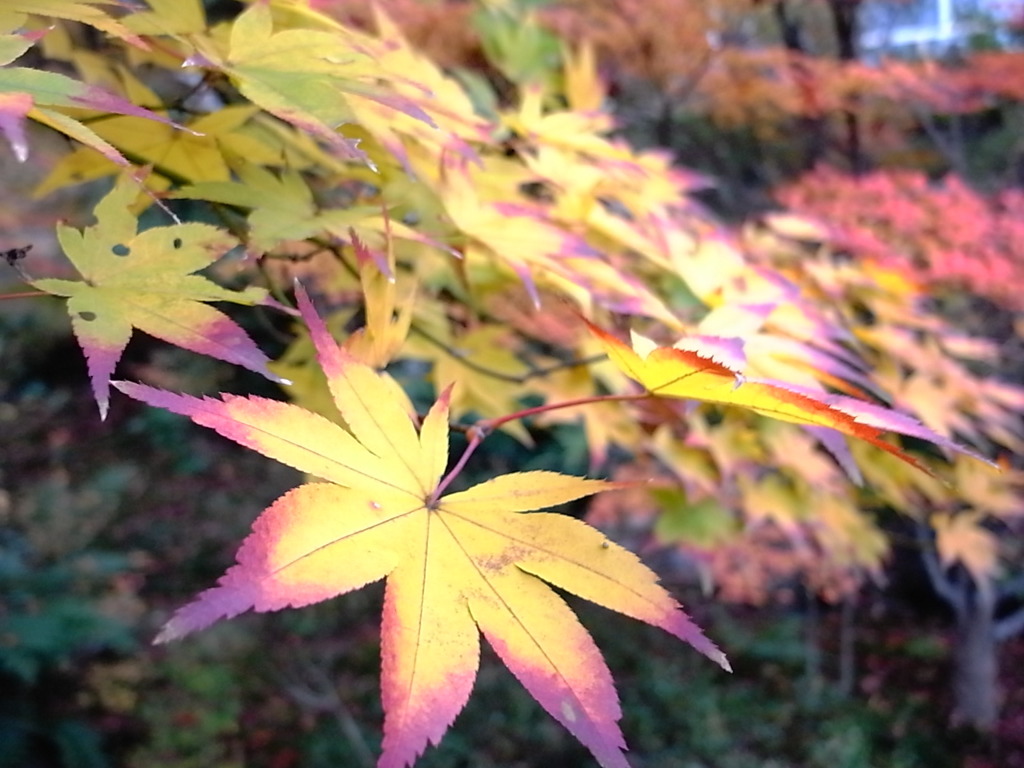 京都散策中