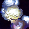 ライトアップされた花