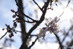 平成最後の桜