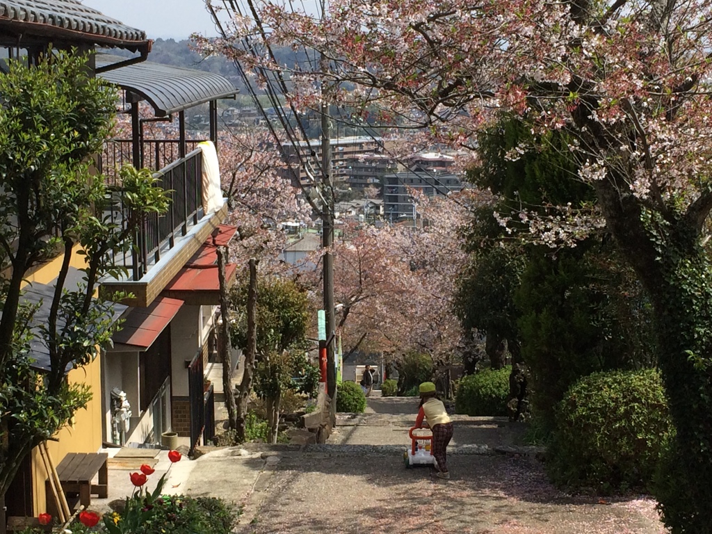 桜並木