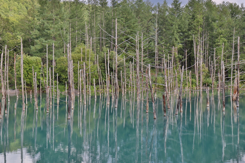 言わずもしれた北海道のあの池