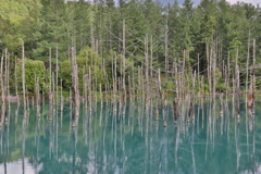 言わずもしれた北海道のあの池