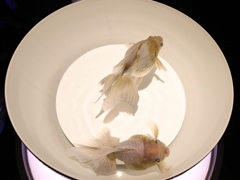 金魚。