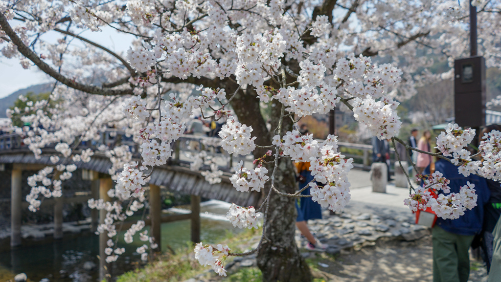 平成最後の花見
