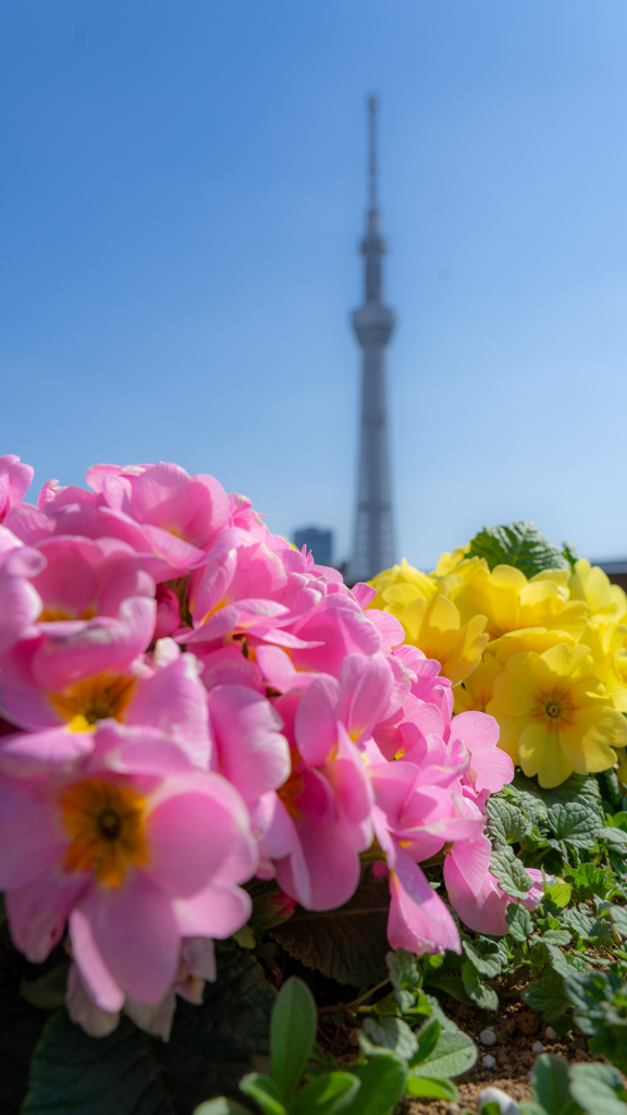 空と花の信号機