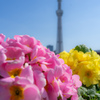 空と花の信号機