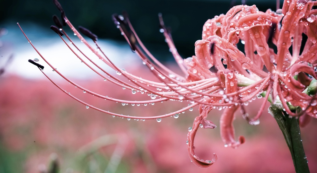 慈雨