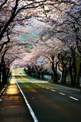 桜道