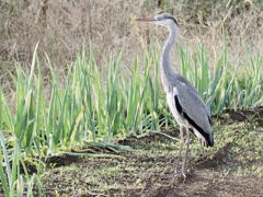 アオサギと長葱