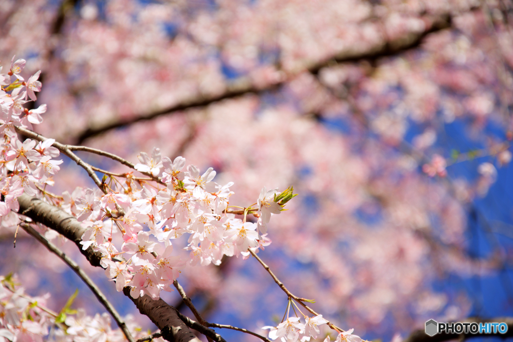 芽吹き