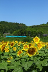 和歌山線とひまわり畑