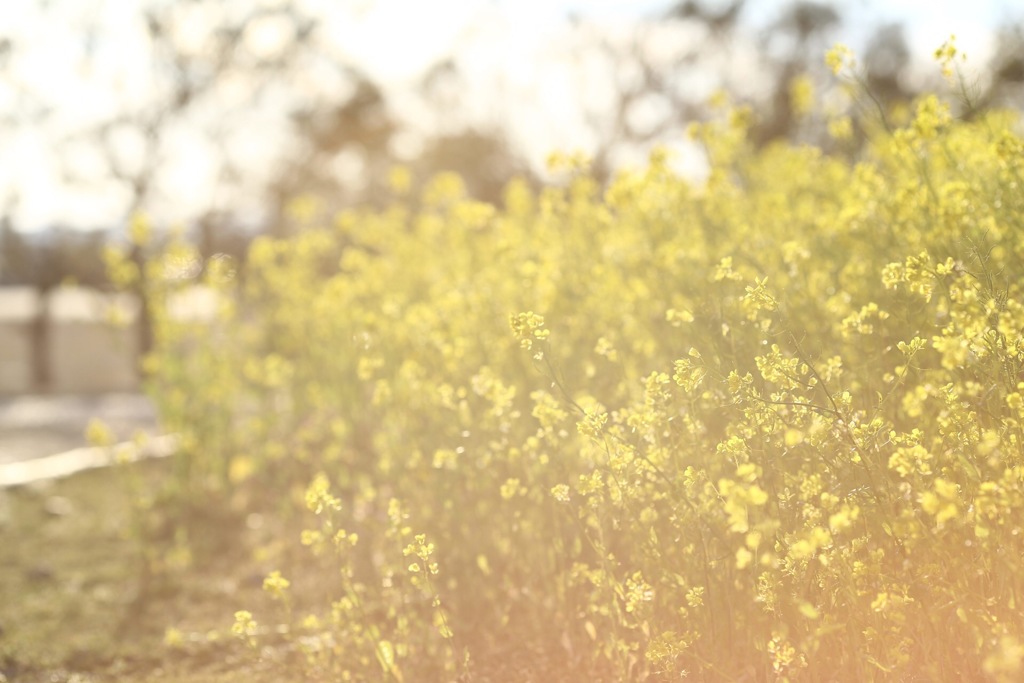 菜の花