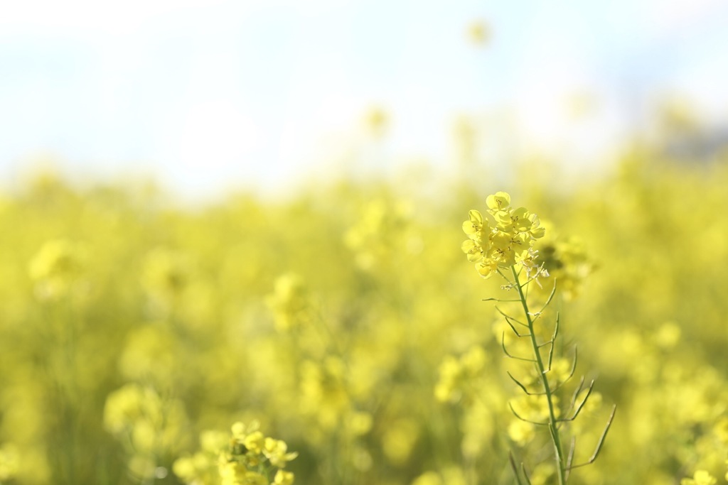 菜の花2