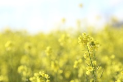 菜の花2
