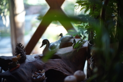 7artisans50mmf1.1試し撮り３