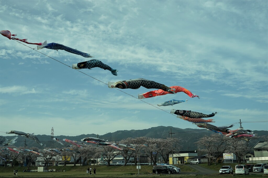 鯉のぼりと桜が全開１