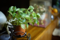 7artisans50mmf1.1試し撮り２