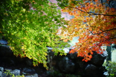 紅葉