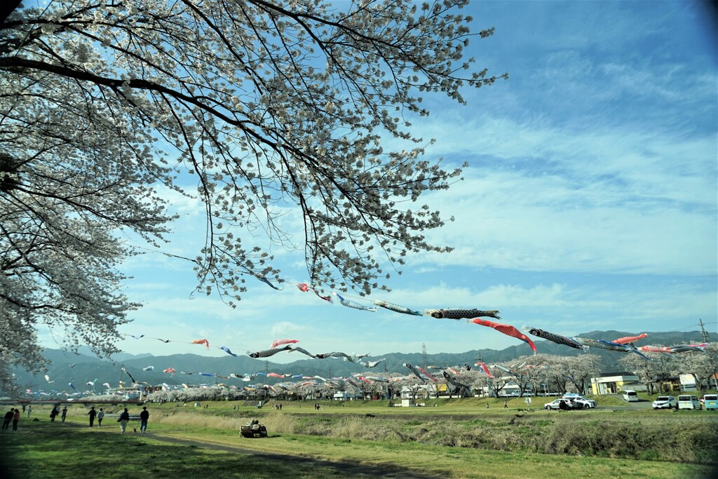 鯉のぼりと桜が全開４