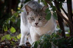猫ちゃん800mm