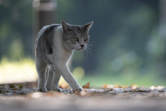 猫ちゃん800mm