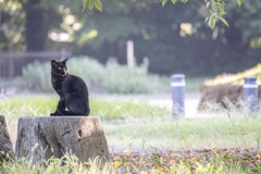 ねこちゃん