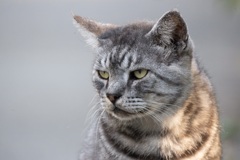 猫ちゃん800mm