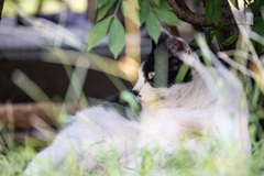 猫ちゃん800mm