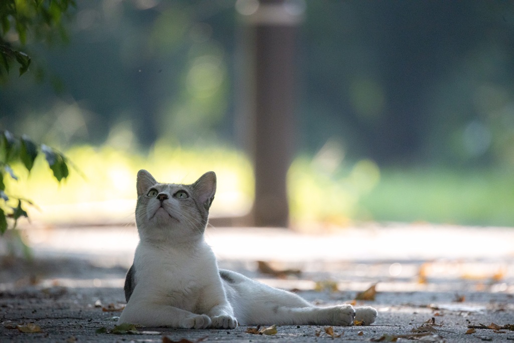 猫ちゃん800mm