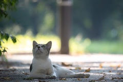 猫ちゃん800mm